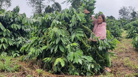 Bà con nông dân thôn 9 xã Nam Bình, huyện Đăk Song chuyển đổi  sản xuất cà phê theo hướng hữu cơ