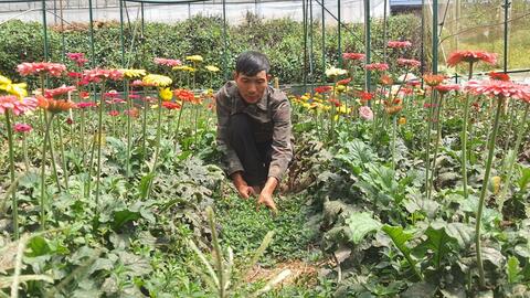 Hiệu quả từ mô hình trồng hoa trong nhà lưới của ông Nguyễn Bá Kim ở thôn Đăk Kual 2 xã Đăk N’Drung, huyện Đăk Song.